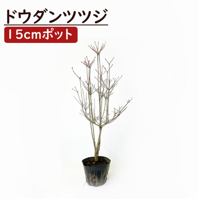 楽天市場】ヤマゴケ 山苔 １８×１１cmパック入り 苔 コケ こけ 苔テラリウム 盆栽 テラリウム アクアリウム 人気 苔玉 園芸 庭園 インテリア  : 花の大和 楽天市場店