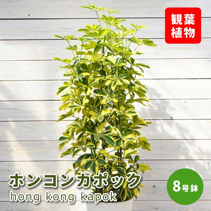 楽天市場】PLANCHU 観葉植物 シェフレラ アルボリコラ