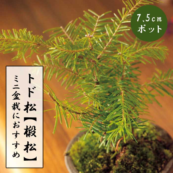 三河黒松『全長約140㎝』引き取り限定。近畿地方のみ配達&植込み可能。 三河黒松『全長約140㎝』引き取り限定。近畿地方のみ配達&植込み
