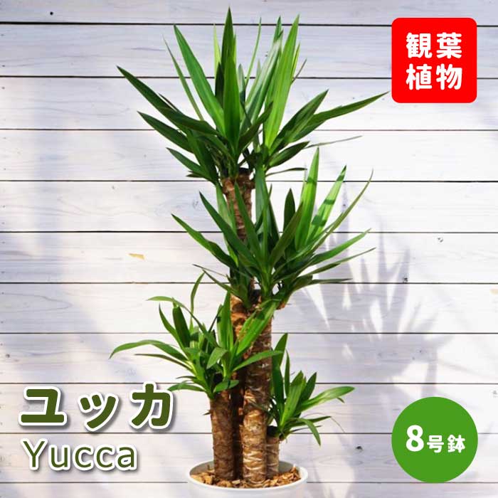 楽天市場】観葉植物 ユッカ ロストラータ 5号鉢 送料無料 観葉植物