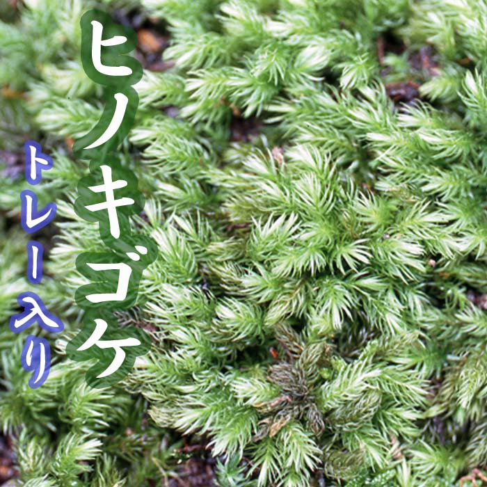 楽天市場】スナゴケ 砂苔 55×35cmトレー入り 苔 コケ こけ 苔