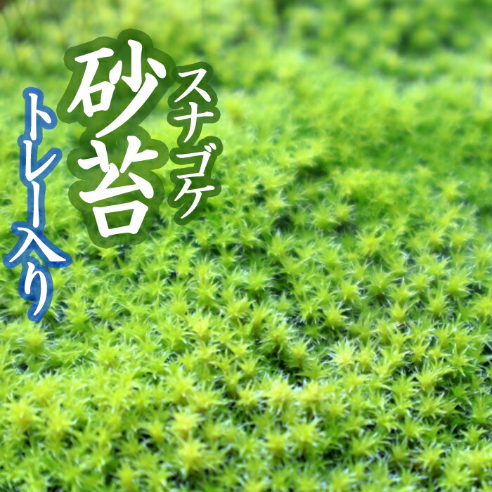 楽天市場】スナゴケ 砂苔 18×11cmパック入り 苔 コケ こけ 苔