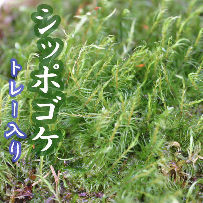 スナゴケ　10トレー　コケ　苔　苔リウム　苔テラリウム　こけ 天然 上質 スナゴケ 10トレー コケ 苔 苔リウム 苔テラリウム