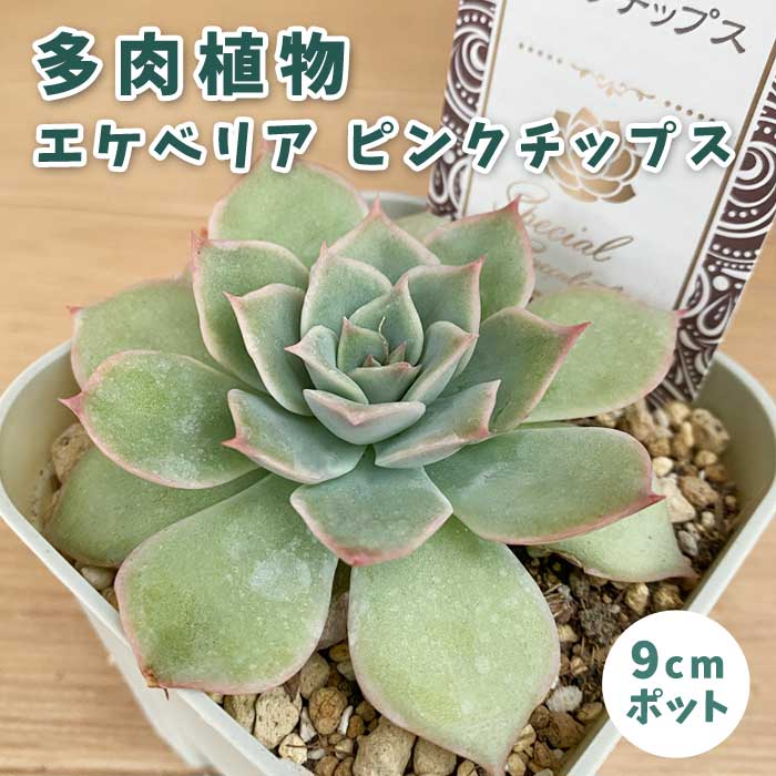 楽天市場】多肉植物 エケベリア キスミー 9cmポット 苗 ロゼッタ状