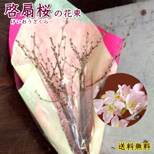 楽天市場 啓扇桜花束5本豪華 桜 啓扇桜 花束 自宅用 お祝い フラワーギフト ギフト 送料無料 ラッピング無料 フラワーショップ 花茶房