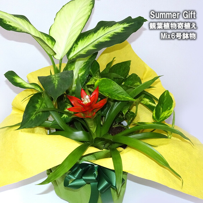 送料無料 あす易易たる 夏貰物 観葉植物寄植え 6号鉢物 ディフェンバキア グズマニア ポトス 生出平均太陽日 幣物 ギフト お中元 御中元 生け花 贈り物 ガーデンニング Doorswindowsstairs Co Uk