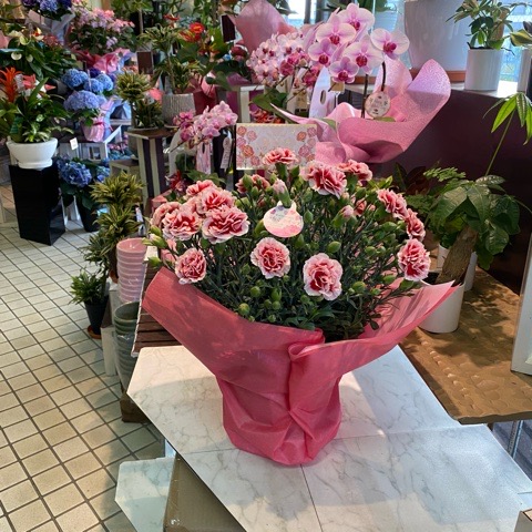 カーネーション 6号数野ざらし いちご荊 量さ40cm 幅員 35cm 蕾多額の良品 5 9撮影現品 5 10 最速差し出す 21御母の機会 同梱不可 カーネーション 鉢植え カーネーション 母の日 カーネーション 6号鉢 母の日進物 沖縄 離島はお届けでき御ません この佳境発送 世田谷