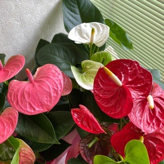 楽天市場 アンスリュームの鉢植え 6号鉢 3色よりお選びください 白 ピンクは花が大きめの品種が入荷中 送料無料 あす楽 アンスリウム 鉢植え 花 ギフト 鉢植え 沖縄 離島はng 花生活応援 はなさよ