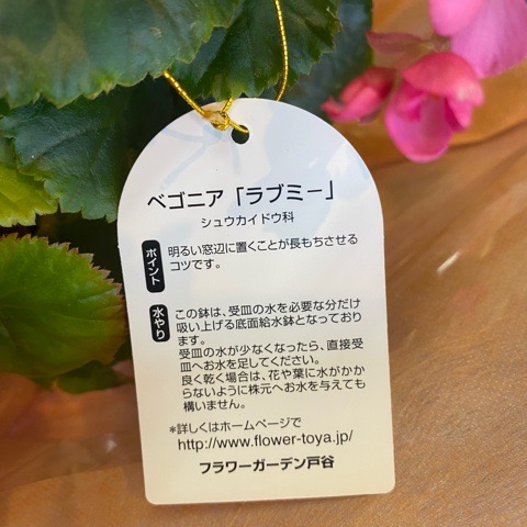 楽天市場 ベゴニア ラブミー鉢 敬老の日 5号鉢 高さ35 幅30センチ 可愛いピンク 室内向き 水の管理が簡単な底面給水鉢です 送料無料 敬老の日 花 北海道 中国 四国 九州 沖縄 離島はお届けできません 花生活応援 はなさよ