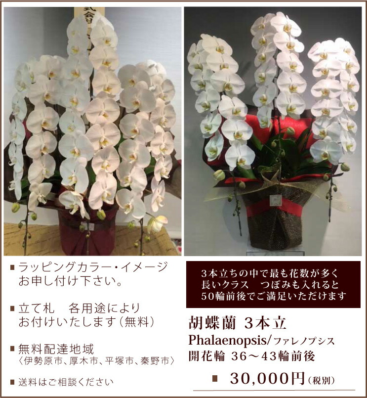 胡蝶蘭 白3本立 開花輪36 43輪 Prescriptionpillsonline Is