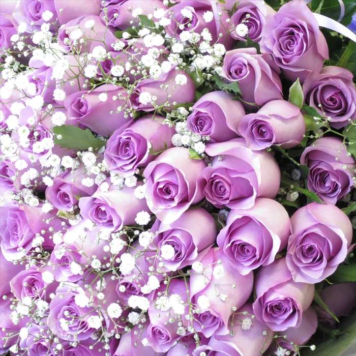 楽天市場 紫バラの花束 バラ 1本440円 本以上で注文して下さい 誕生日 花 プレゼント 送料無料 花束 バラ 花卸販売サンモクスイ
