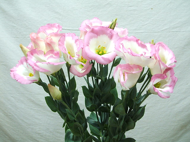 楽天市場 トルコキキョウ 白 ピンクの複色系八重か一重の場合あります1本300円 60ｃｍ 国産10本売単の販売です 個数 の記入例 10 30 お支払いは代引きのみです発送は本日か明日 配達日の指定はできません バイキングの花 花束 バラ 花卸販売