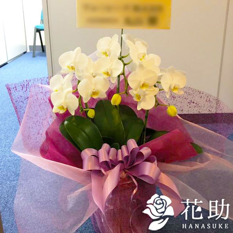 超人気の お花屋さんから手渡し届け 送料 名札 画像無料 開店 開院 開業 移転 就任 引っ越し リニューアル 昇進 退職 鉢花 フラワーコンシェルジュが厳選した花屋の季節の花鉢 8000円 あす楽対応 楽ギフ メッセ入力 花助 店 新発売の De