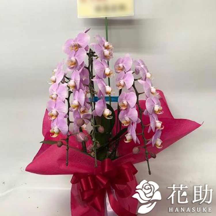 開店祝い 楽天市場 お花屋さんから手渡し届け 送料 名札 画像無料 開店 開院 開業 移転 就任 引っ越し リニューアル 昇進 退職 鉢花 フラワーコンシェルジュが厳選した花屋の季節の鉢花 送料無料 100円 あす楽 楽ギフ メッセ入力 楽ギフ