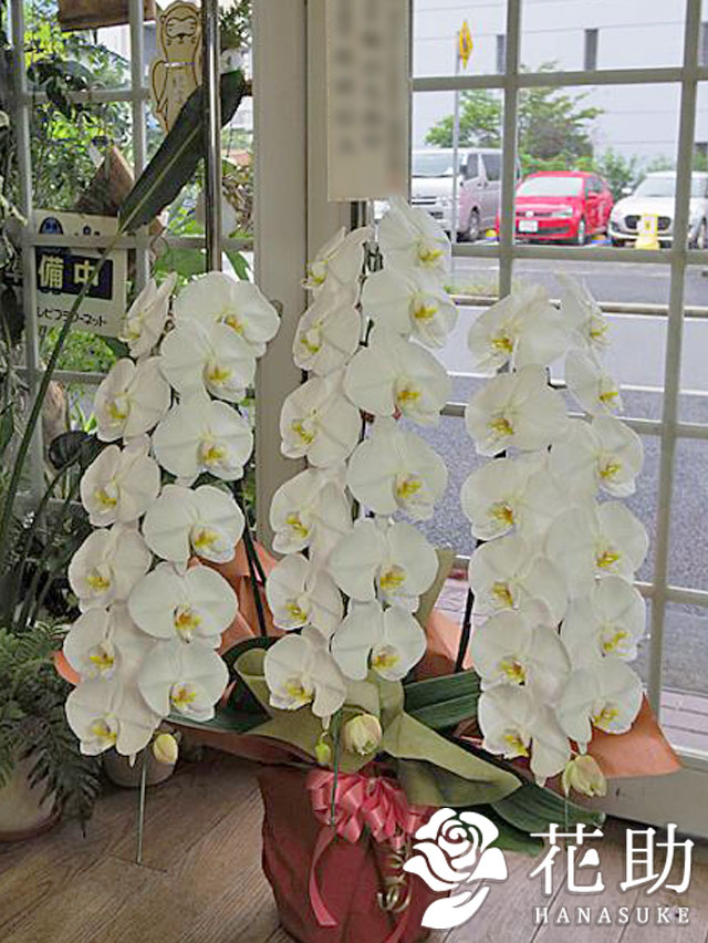 お祝い 花助が厳選した花屋の胡蝶蘭3本立ち 30輪以上 就任祝い 移転祝い 開業祝い 開店祝い 当日配達 お供え 000円 受賞 開院祝い 選挙 M 当選祝い 誕生日