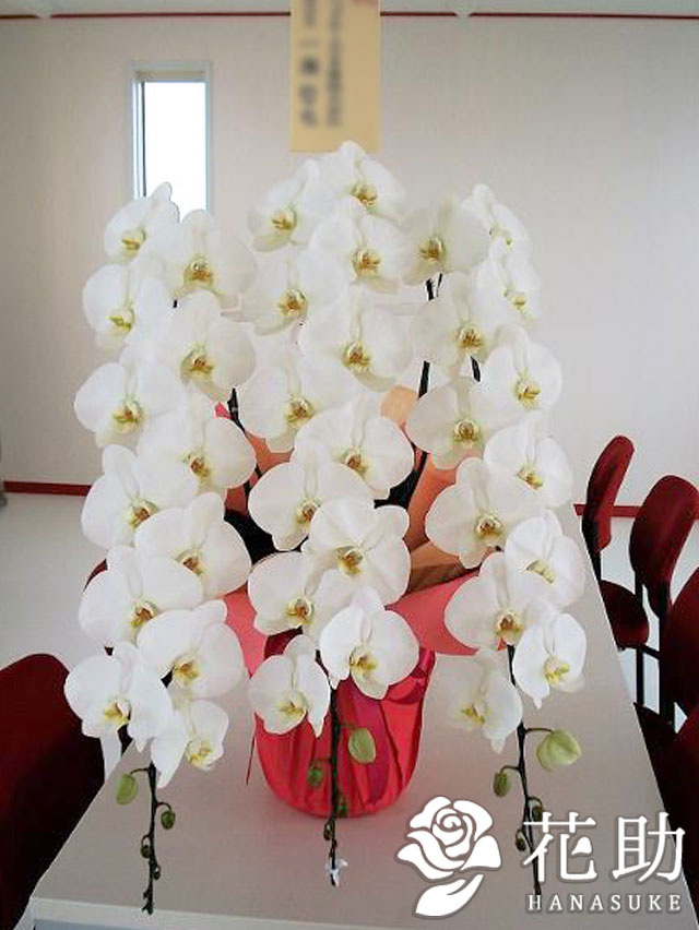 お祝い 花助が厳選した花屋の胡蝶蘭3本立ち 30輪以上 就任祝い 移転祝い 開業祝い 開店祝い 当日配達 お供え 000円 受賞 開院祝い 選挙 M 当選祝い 誕生日