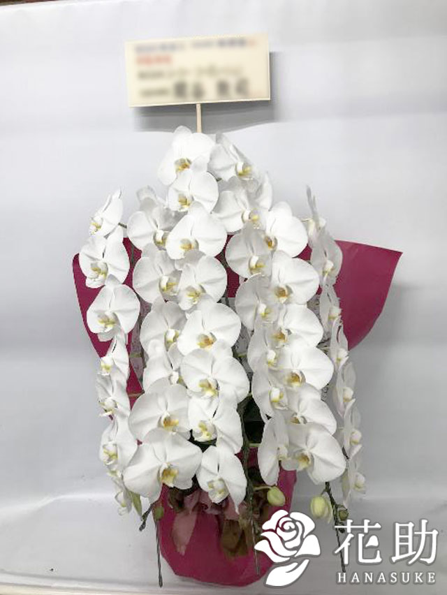 お祝い 花助が厳選した花屋の胡蝶蘭3本立ち 30輪以上 就任祝い 移転祝い 開業祝い 開店祝い 当日配達 お供え 000円 受賞 開院祝い 選挙 M 当選祝い 誕生日