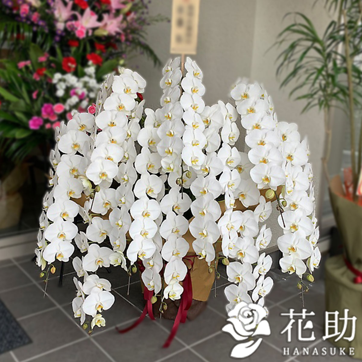 開店 花 日時指定可能 花 鉢花 東京 胡蝶蘭 名古屋 蘭 大阪 札幌 円 福岡 当日 名札 日時指定可能 お祝い カード無料 画像送信 株主総会 昇進昇格祝い 移転祝い お供え お悔み 日付指定 フラワーギフト 手渡し 配送無料 名札またはカード付き 画像報告 フラワー