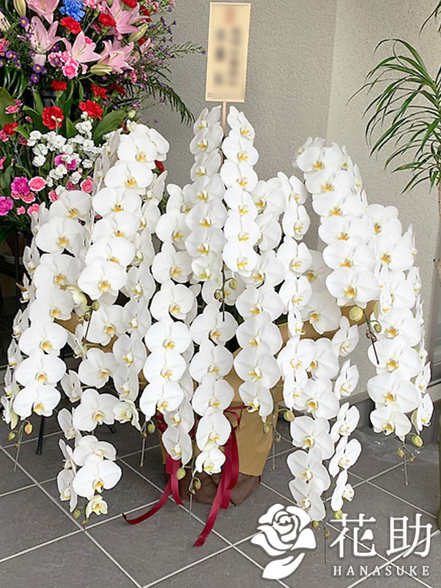 開店 花 日時指定可能 花 鉢花 東京 胡蝶蘭 名古屋 蘭 大阪 札幌 円 福岡 当日 名札 日時指定可能 お祝い カード無料 画像送信 株主総会 昇進昇格祝い 移転祝い お供え お悔み 日付指定 フラワーギフト 手渡し 配送無料 名札またはカード付き 画像報告 フラワー 開店 花 日時指定可能 花 鉢花 東京 胡蝶蘭 名古屋 蘭 大阪 札幌 円 福岡 当日 名札 日時指定可能 お祝い カード無料 画像送信 株主総会 昇進昇格祝い 移転祝い お供え お悔み 日付指定 フラワーギフト 手渡し 配送無料 名札またはカード付き 画像報告 フラワー