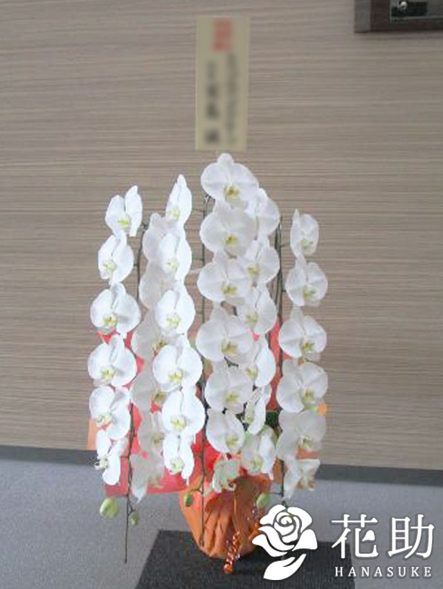 お祝い 花助が厳選した花屋の胡蝶蘭3本立ち 30輪以上 就任祝い 移転祝い 開業祝い 開店祝い 当日配達 お供え 000円 受賞 開院祝い 選挙 M 当選祝い 誕生日