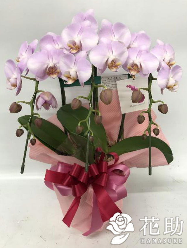 お花屋さんから手渡し届け 送料 名札 画像無料 鉢花 鉢花 開店 開院 開業 移転 就任 引っ越し リニューアル 昇進 退職 花助 店 送料無料 即日配送 ラッピング無料 名札 メッセージカード付き 画像送信全て無料 開院 あす楽対応 お花屋さんから手渡し届け お花屋さんから手渡し届け 送料 名札 画像無料 鉢花 鉢花 開店 開院 開業 移転 就任 引っ越し リニューアル 昇進 退職 花助 店 送料無料 即日配送 ラッピング無料 名札 メッセージカード付き 画像送信全て無料 開院 あす楽対応 お花屋さんから手渡し届け