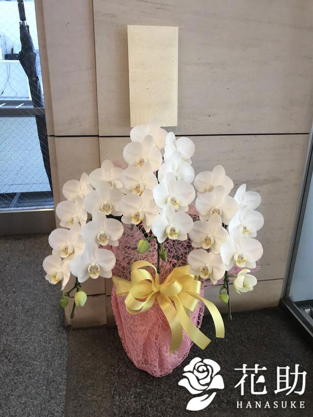 お花屋さんから手渡し届け 送料 名札 画像無料 鉢花 鉢花 開店 開院 開業 移転 就任 引っ越し リニューアル 昇進 退職 花助 店 送料無料 即日配送 ラッピング無料 名札 メッセージカード付き 画像送信全て無料 開院 あす楽対応 お花屋さんから手渡し届け お花屋さんから手渡し届け 送料 名札 画像無料 鉢花 鉢花 開店 開院 開業 移転 就任 引っ越し リニューアル 昇進 退職 花助 店 送料無料 即日配送 ラッピング無料 名札 メッセージカード付き 画像送信全て無料 開院 あす楽対応 お花屋さんから手渡し届け