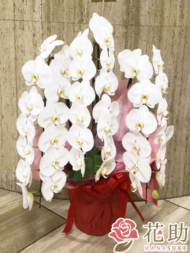 お祝い 花助が厳選した花屋の胡蝶蘭3本立ち 30輪以上 就任祝い 移転祝い 開業祝い 開店祝い 当日配達 お供え 000円 受賞 開院祝い 選挙 M 当選祝い 誕生日