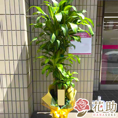 一部地域省く 開院 お花屋さんから手渡し届け 開店祝い 開業祝などのお祝いに 配送日指定可能 店送料無料で全国にお届けいたします 送料 名札 画像無料 受け皿付き 名札 観葉植物 円 フラワーコンシェルジュが厳選した花屋の観葉植物 開店 開院