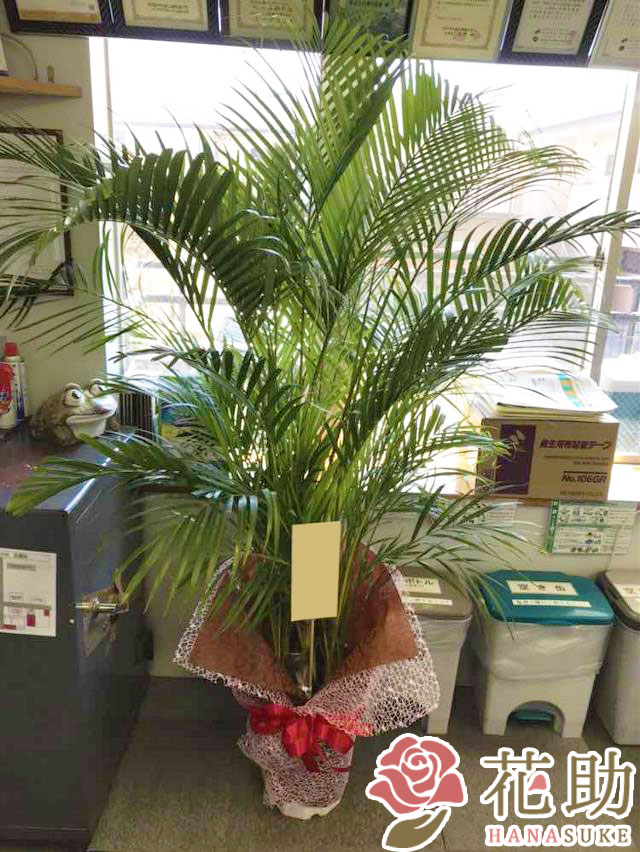 お花屋さんから手渡し届け 貨物輸送 名札 挿し画無料 観葉草木 アレカヤシ フラワーコンシェルジュが厳選した花屋の観葉植物 アレカヤシ 巡回 開店 開院 開業 変位 住み替え 更改 Marchesoni Com Br