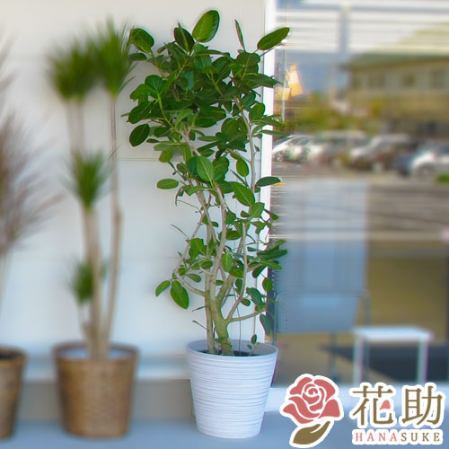 おしゃれな鉢カバー付き観葉植物 フィカス ベンガレンシス 名札 開院 フラワーコンシェルジュが厳選した花屋の 送料無料で全国にお届けいたします 一部地域省く 新築祝い 引越祝い オープン 開店祝い 開業祝などのお祝いに 配送日指定可能 お花屋さんから おしゃれな鉢カバー付き観葉植物 フィカス ベンガレンシス 名札 開院 フラワーコンシェルジュが厳選した花屋の 送料無料で全国にお届けいたします 一部地域省く 新築祝い 引越祝い オープン 開店祝い 開業祝などのお祝いに 配送日指定可能 お花屋さんから