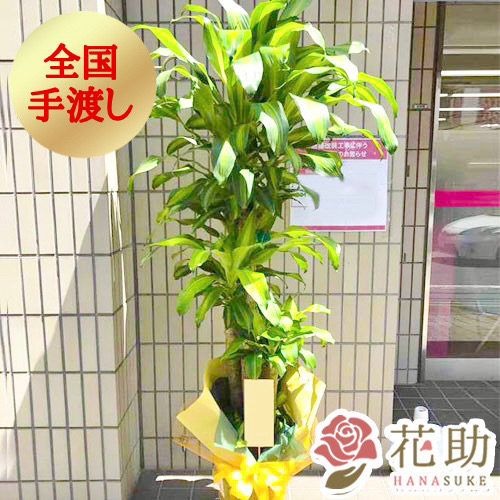 開店祝い 大型 フラワーコンシェルジュが厳選した花屋のおまかせ観葉植物 円 高さ180cm 目安 あす楽対応 無料ラッピング 日時指定可能 移転祝い 引越し祝い 全国配達 配送無料 名札またはカード付き 画像報告 売上実績no 1