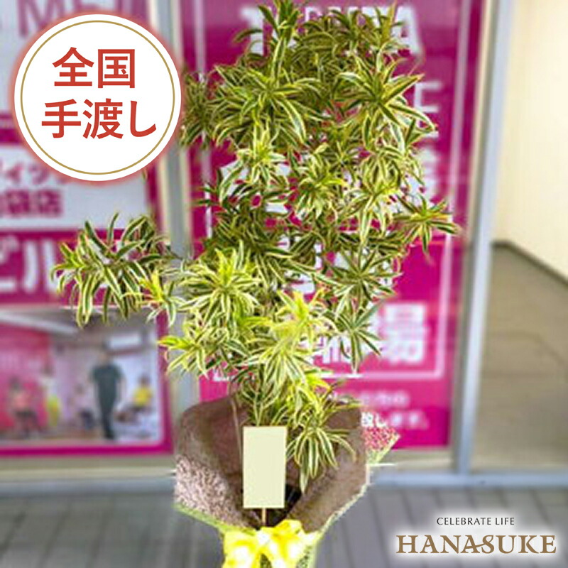 【貨物輸送無料・手渡しお届け】開店祝賀会 大型 フラワーコンシェルジュが厳選したフローリストのおまかせ観葉草木 20000円 (高さ180珊※準拠集団)  無料ラッピング 年月日任ずる能力のある 移し替える祝賀会  取りつくろう 全国送りとどける 送りとどける無料 名札または歌留多付き添い人 すがた絵ニュース記事