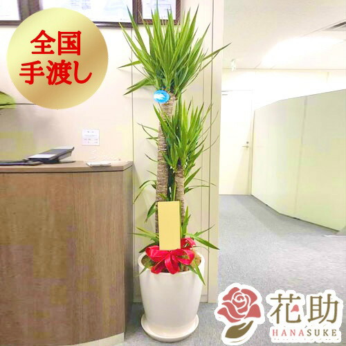 手渡し 移転祝い 観葉植物 大型 開店祝い 花助が厳選した花屋のおしゃれな鉢カバー付きおまかせ観葉植物 配送無料 円 大型 高さ180cm前後 目安 無料ラッピング 花 観葉植物 リニューアル 配送無料 引越し祝い 日時指定可能 移転祝い 画像報告 名札またはカード