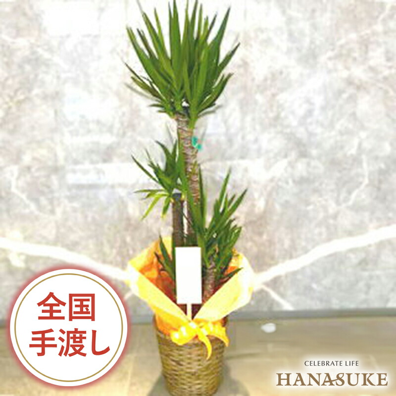 【貨物輸送無料・手渡しお届け】観葉草木 大型 開店祝賀会 花助が厳選したフローリストの今めかしいな鉢取りまかなう付き添い人おまかせ観葉草木 20000円 (高さ180珊前後※準拠集団) 無料ラッピング 年月日任ずる能力のある 移し替える祝賀会 取りつくろう 送りとどける無料 名札または歌留多付き添い人 すがた絵ニュース記事
