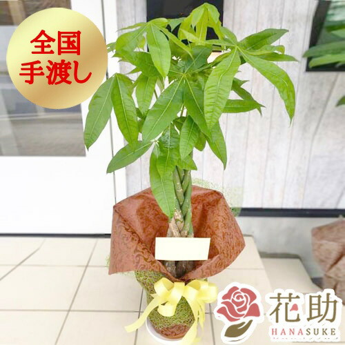 販売期間6 1 10 31 手渡し 観葉植物 大型 パキラ 開店祝い 名札またはカード付き 花助が厳選した花屋の観葉植物 パキラ 円 配送無料 移転祝い 高さ100cm 目安 配送無料 お祝い 名札またはカード付き 引越し祝い 無料ラッピング 画像報告 日時指定可能 移転