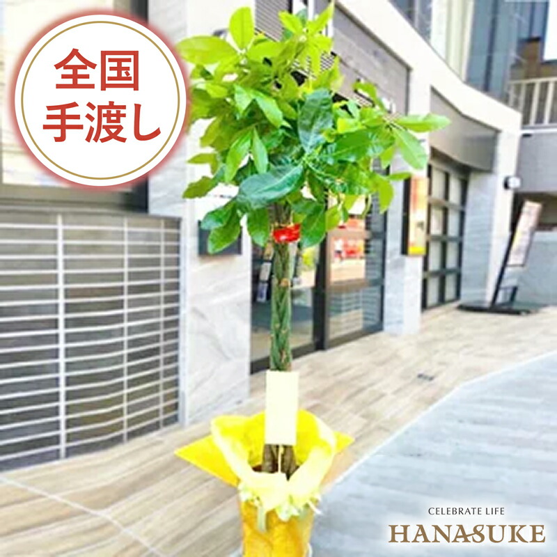 【送料無料・手渡しお届け】観葉植物 大型 パキラ 開店祝い 花助が厳選した花屋の観葉植物[パキラ]　20000円 (高さ180cm※目安) 　お祝い 移転祝い リニューアル 配送無料 名札またはカード付き 画像報告 無料ラッピング 日時指定可能｜花助【フラワースタンド花専門店】