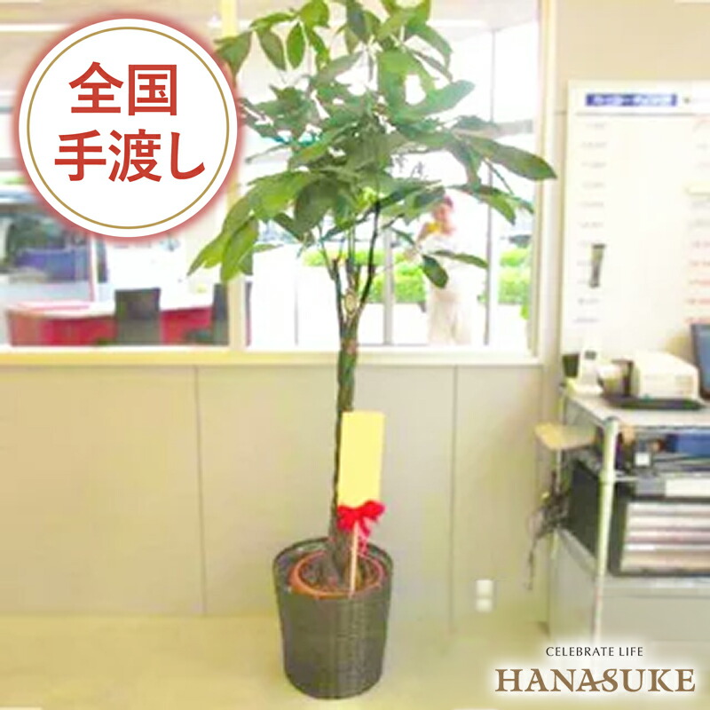 【貨物輸送無料・手渡しお届け】観葉草木 大型 パキラ 開店祝賀会 花助が厳選したフローリストの今めかしいな鉢取りまかなう付き添い人観葉草木[パキラ] 25000円 (高さ180珊※準拠集団)  祝賀会 移し替える祝賀会  取りつくろう 送りとどける無料 名札または歌留多付き添い人 すがた絵ニュース記事  無料ラッピング 年月日任ずる能力のある