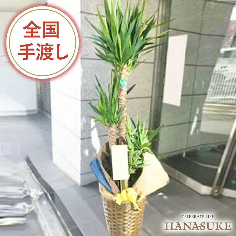 【貨物輸送無料・手渡しお届け】観葉草木 大型 ユッカ 開店祝賀会 花助が厳選したフローリストの今めかしいな鉢取りまかなう付き添い人観葉草木[ユッカ] 25000円 (高さ180珊※準拠集団)  祝賀会 移し替える祝賀会  取りつくろう 送りとどける無料 名札または歌留多付き添い人 すがた絵ニュース記事  無料ラッピング 年月日任ずる能力のある