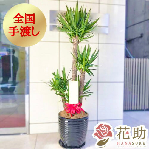 ユッカ 大型 | 観葉植物通販HitoHana(ひとはな)