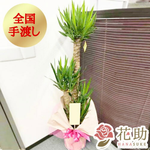 楽天市場】【送料無料・手渡しお届け】観葉植物 大型 パキラ 開店祝い 花助が厳選した花屋の観葉植物[パキラ] 20000円 (高さ180cm※目安)  お祝い 移転祝い 引越し祝い リニューアル 配送無料 名札またはカード付き 画像報告 無料ラッピング 日時指定可能 : 花助【フラワー ...