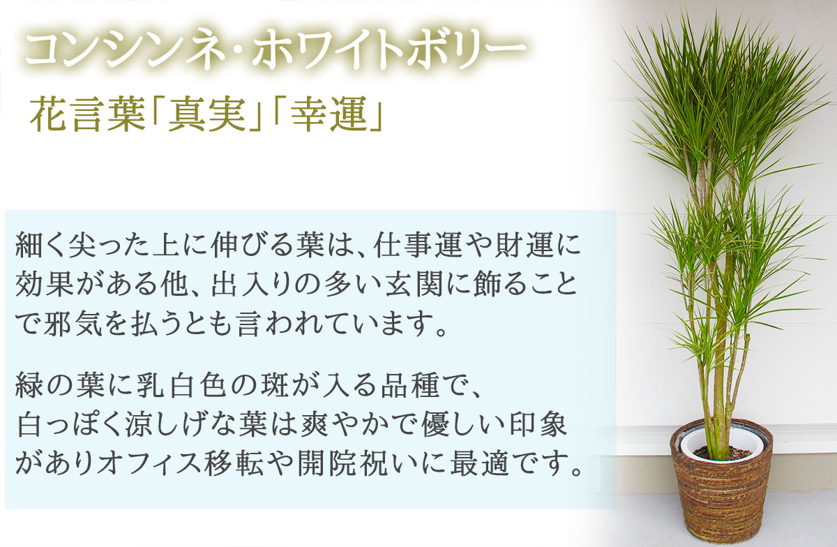 お祝い 花 開店 観葉植物 花 東京 日時指定可能 移転祝い 横浜 大阪 名古屋 引越し祝い 福岡 札幌 当日 名札 カード無料 画像送信 移転祝い 引越し 日付指定 フラワーギフト 花助 180cm 手渡し 配送無料 名札またはカード付き 画像報告 フラワーコンシェルジュが厳選