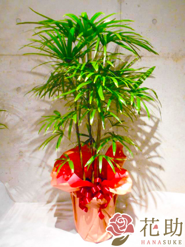 お花屋さんから手渡し届け 送料 名札 画像無料 観葉植物 シュロチク フラワーコンシェルジュが厳選した花屋の観葉植物 シュロチク 円 開店 開院 開業 移転 引っ越し リニューアル Prescriptionpillsonline Is