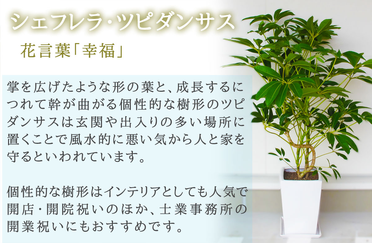 花 日時指定可能 東京 花 開店 観葉植物 お祝い 大阪 札幌 観葉植物 画像送信 画像報告 横浜 名古屋 福岡 当日 名札 カード無料 移転祝い 引越し 日付指定 フラワーギフト 花助 180cm 手渡し 配送無料 名札またはカード付き 画像報告 フラワーコンシェルジュが厳選