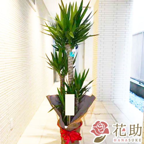公式店舗 お花屋さんから手渡し届け 送料 名札 画像無料 観葉植物 ユッカ フラワーコンシェルジュが厳選した花屋の観葉植物 ユッカ 000円 開店 開院 開業 移転 引っ越し リニューアル 超歓迎 Lexusoman Com