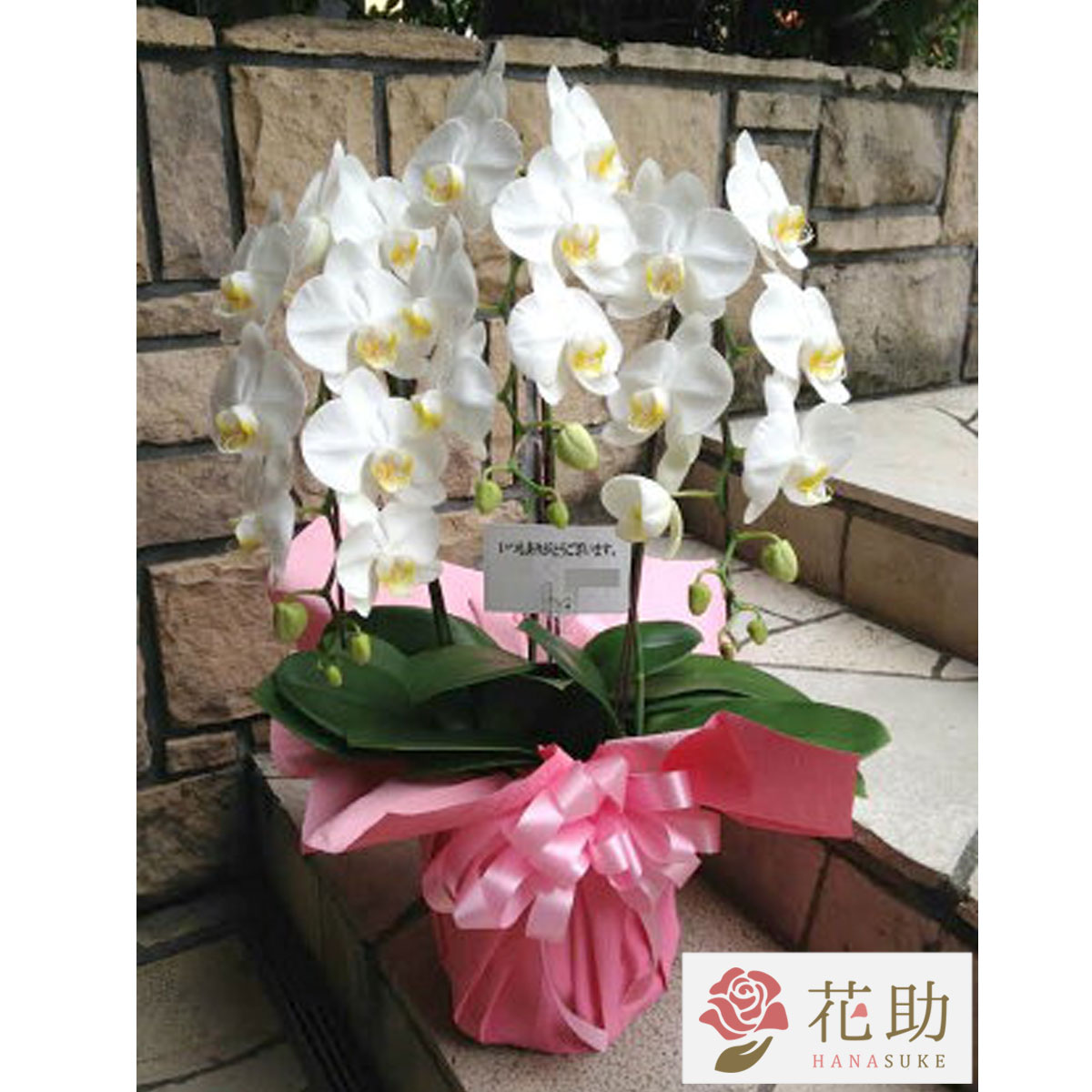 福袋セール お花屋さんから 手渡し届け 送料 名札 画像無料 開店 開院 開業 移転 就任 引っ越し リニューアル 昇進 退職 鉢花 フラワーコンシェルジュが厳選した花屋の季節の花鉢 送料無料 円 あす楽 楽ギフ メッセ入力 楽ギフ 包装 Ohh Www