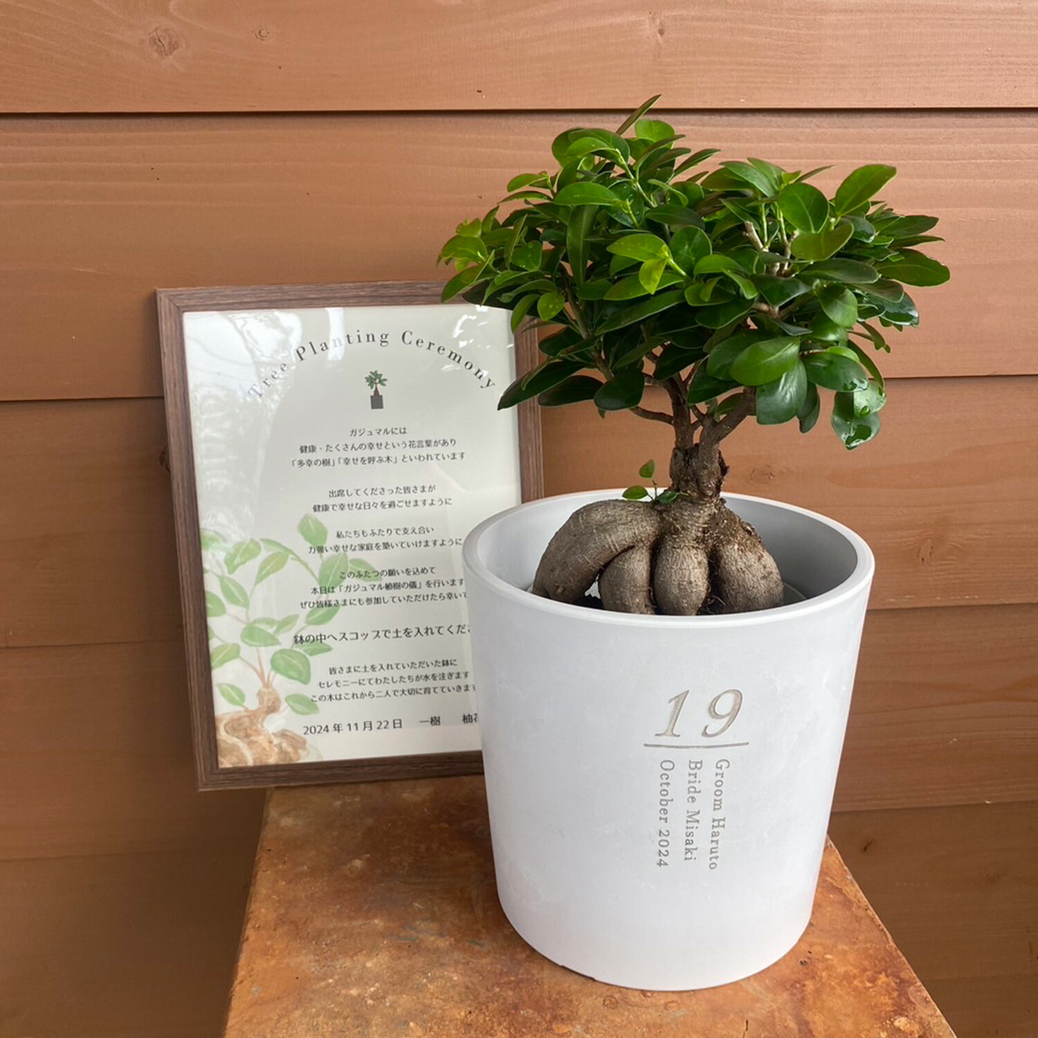 貨物輸送無料// 一緒になる基礎づける書 御客さん失しゃあがる型 植樹の儀 植樹お祝い ガジュマル植樹 ガジュマルの樹 記念樹 御芽出度 御芽出度 ウェルカムスペース 御芽出度取りはからう プレお嫁さん 御芽出度監督 観葉草木 今めかしい 【植樹の儀ガジュマル】