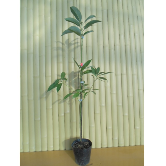 楽天市場】【 単 品 】 クスノキ 樹高0.3m前後 10.5cmポット くすのき