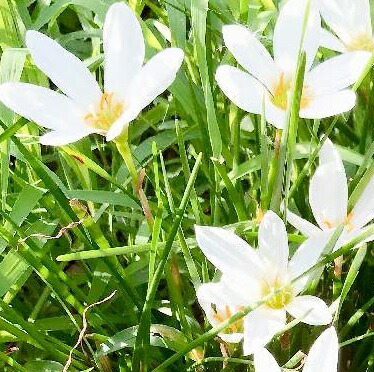 35504円 人気の雑貨がズラリ! タマスダレ 9cmポット たますだれ 玉簾 苗 植木 苗木 グランドカバー 下草 寄せ植え 低木