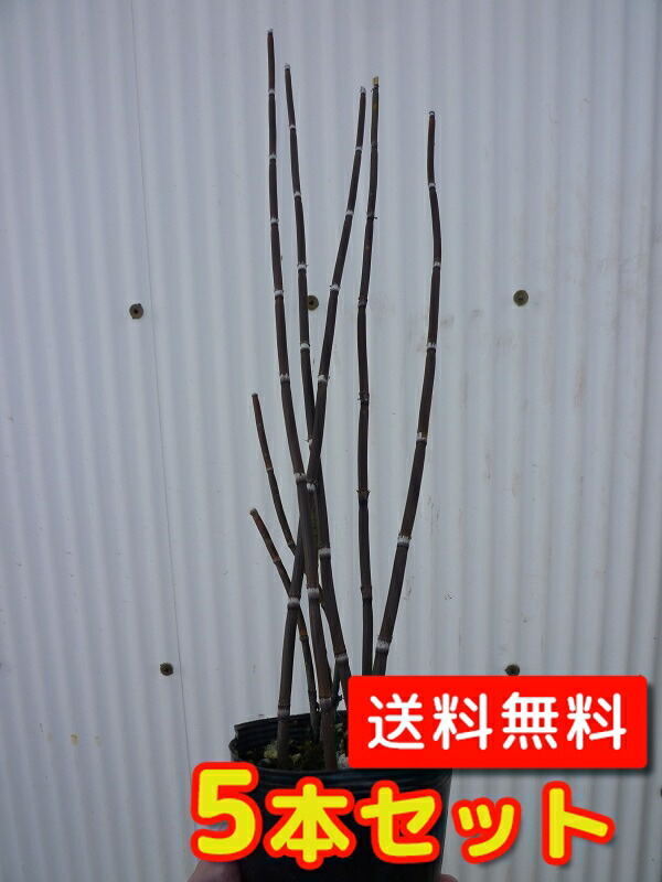 【ジャパンデイスタイルの和モダンに】オオトクサ 大木賊 大砥草 楽天市場】トクサ オオトクサ 大木賊 苗 6号ポット 樹高60cm ジャンボ