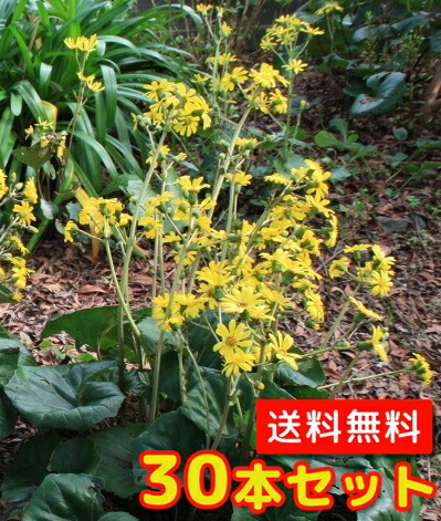 【送料無料】【30本セット】 ツワブキ / 10.5cmポット つわぶき 石蕗 艶蕗 苗 植木 苗木 庭 グランドカバー 下草 寄せ植え 低木